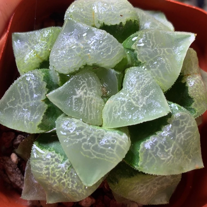 祥云克带盆土发货