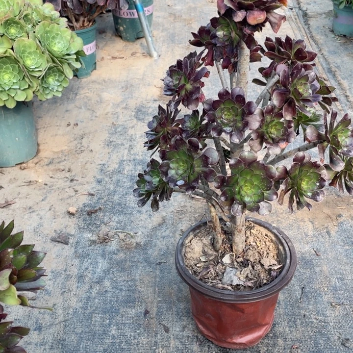 23黑法师多肉植物多肉