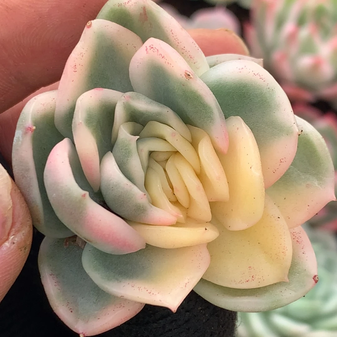 碧浪j j j j j j