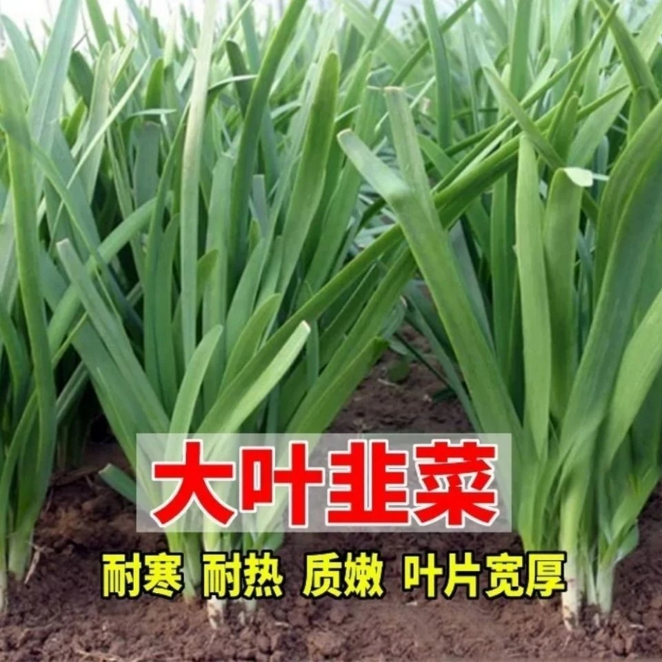 紫根韭菜种子四季种籽根红根宽叶根苗蔬菜苗籽种菲菜孑韮菜籽九莱