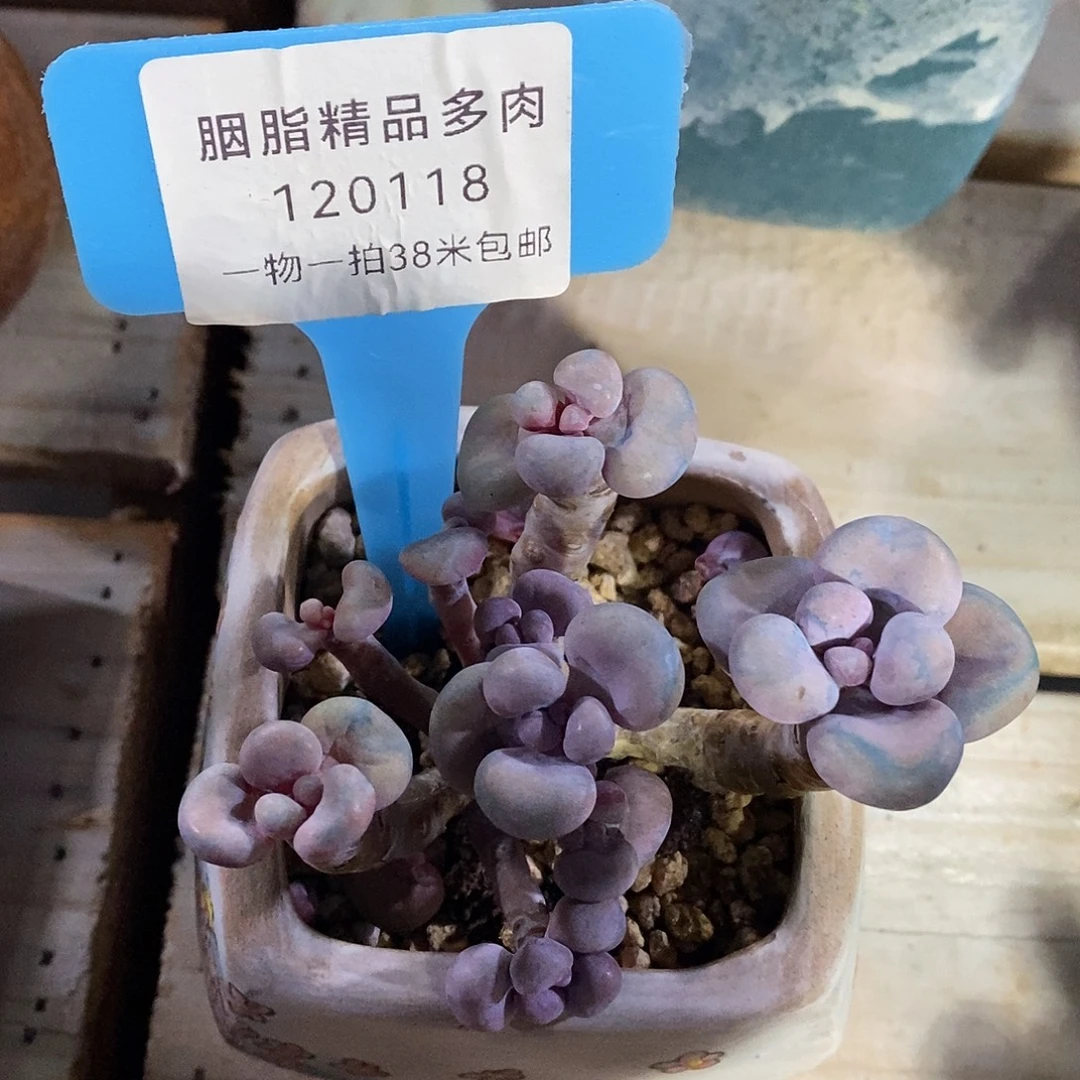 120118安利图的哦小雨