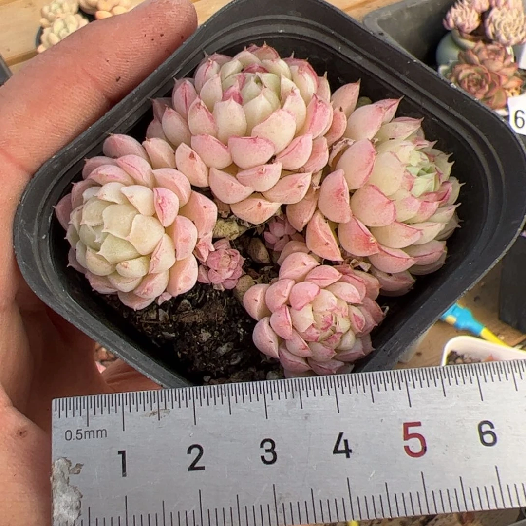 596 多肉植物组合盆栽