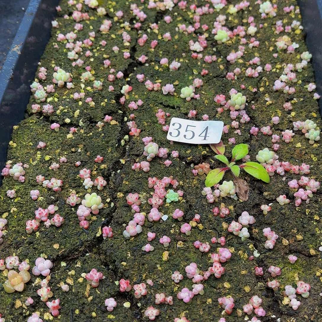 多肉植物多肉植物354