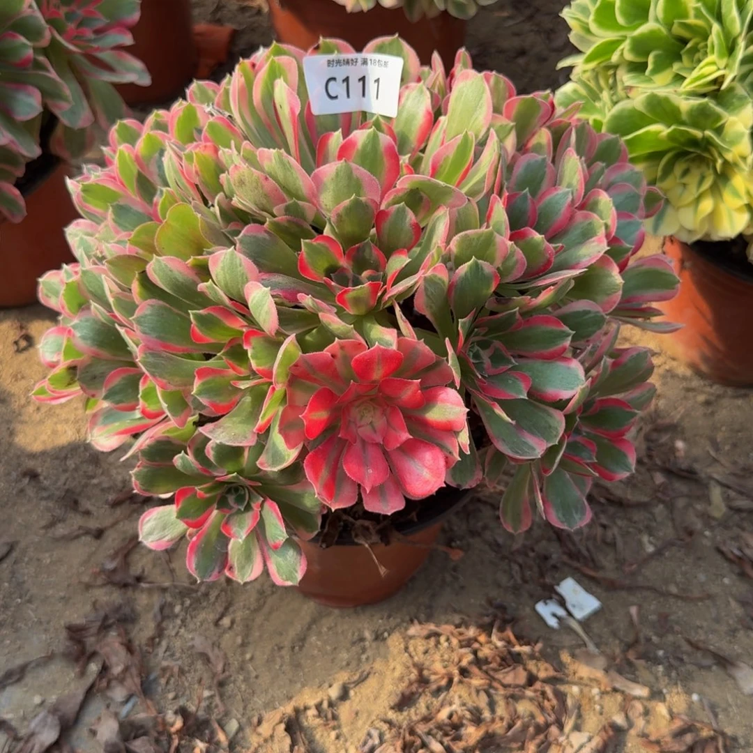 111妖月。多肉植物