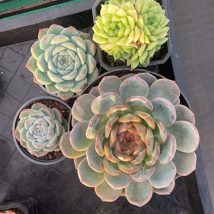 初***ぃ多肉植物一物一拍
