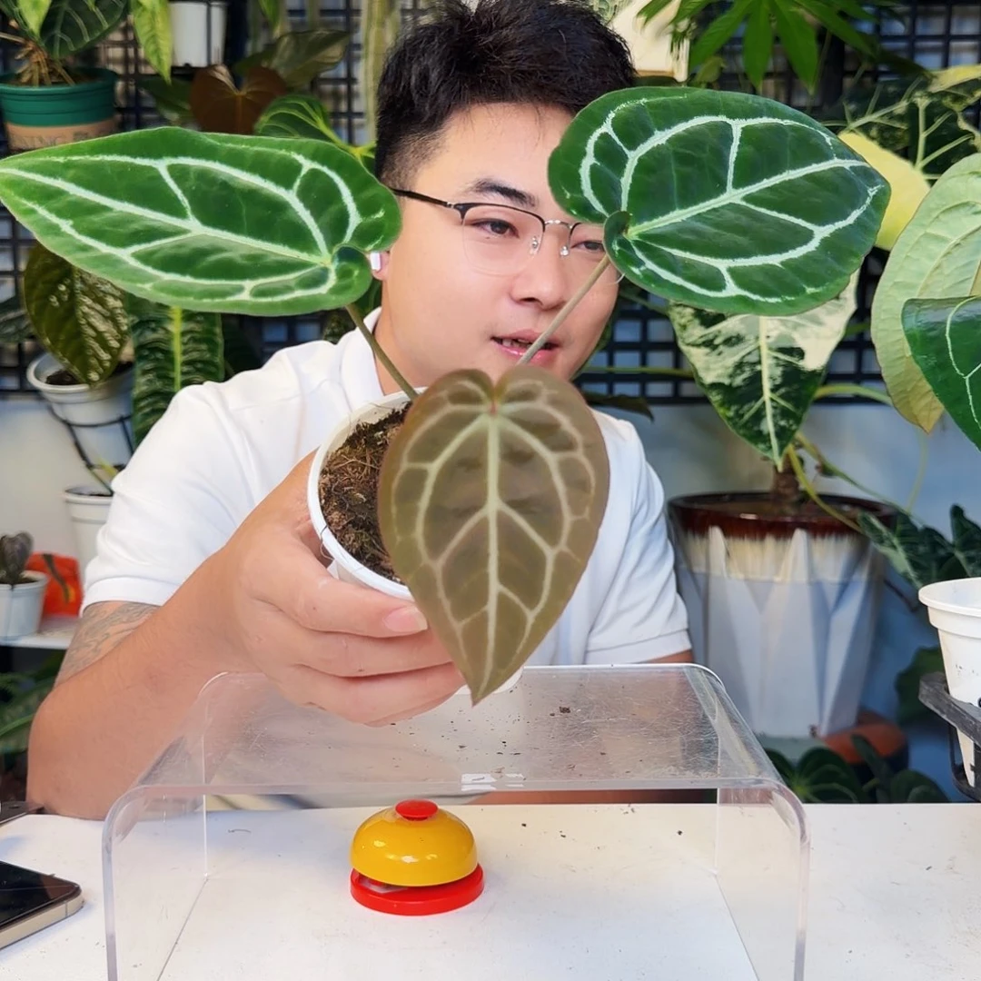 不开花植物R92宏伟花烛