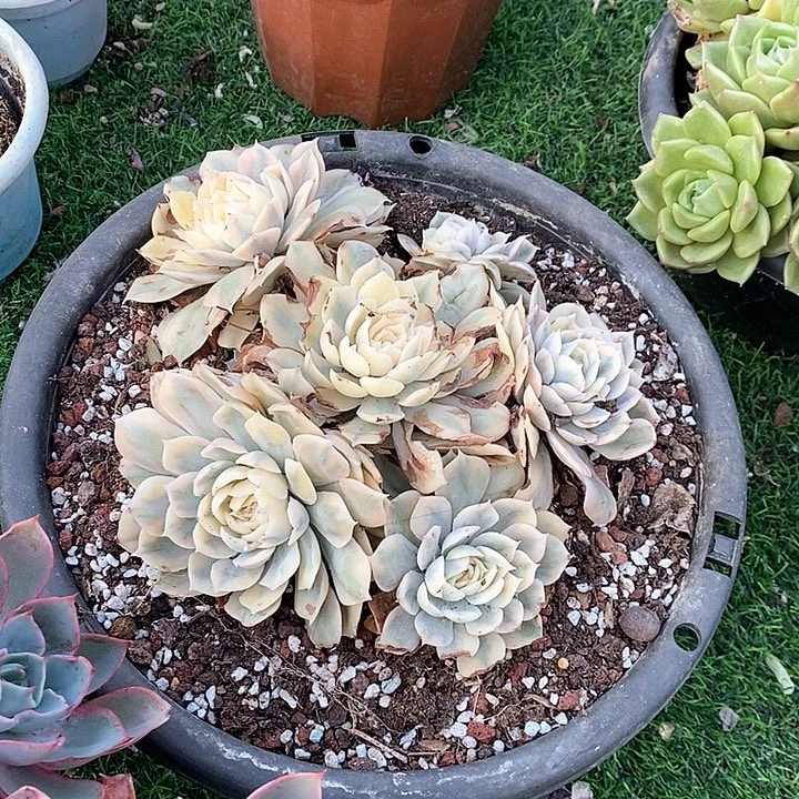 昂斯诺锦多头群生