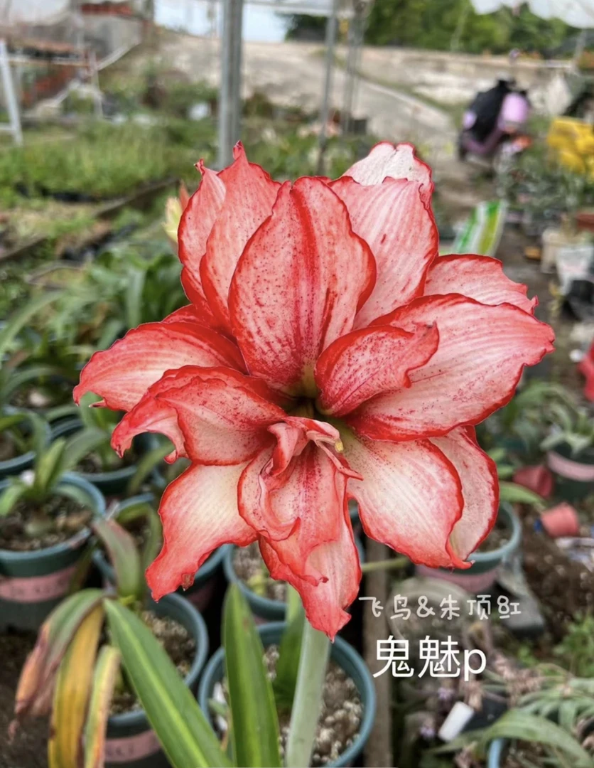 【鬼p】白鬼朱顶红 包对版 不包后期养护