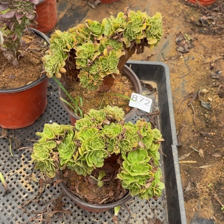 玫瑰缀多肉植物不包损872两颗小