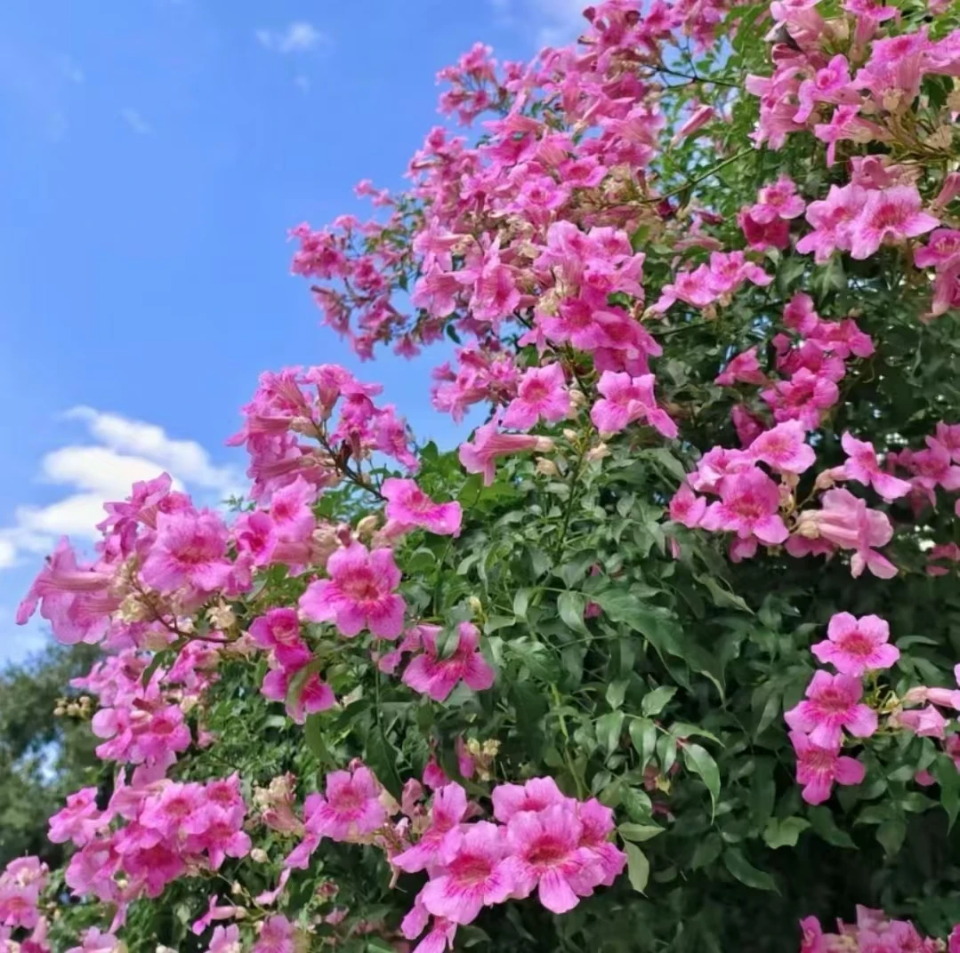 【凌霄花粉色】庭院观花养花植物耐热四季好养室外种植爆花机器
