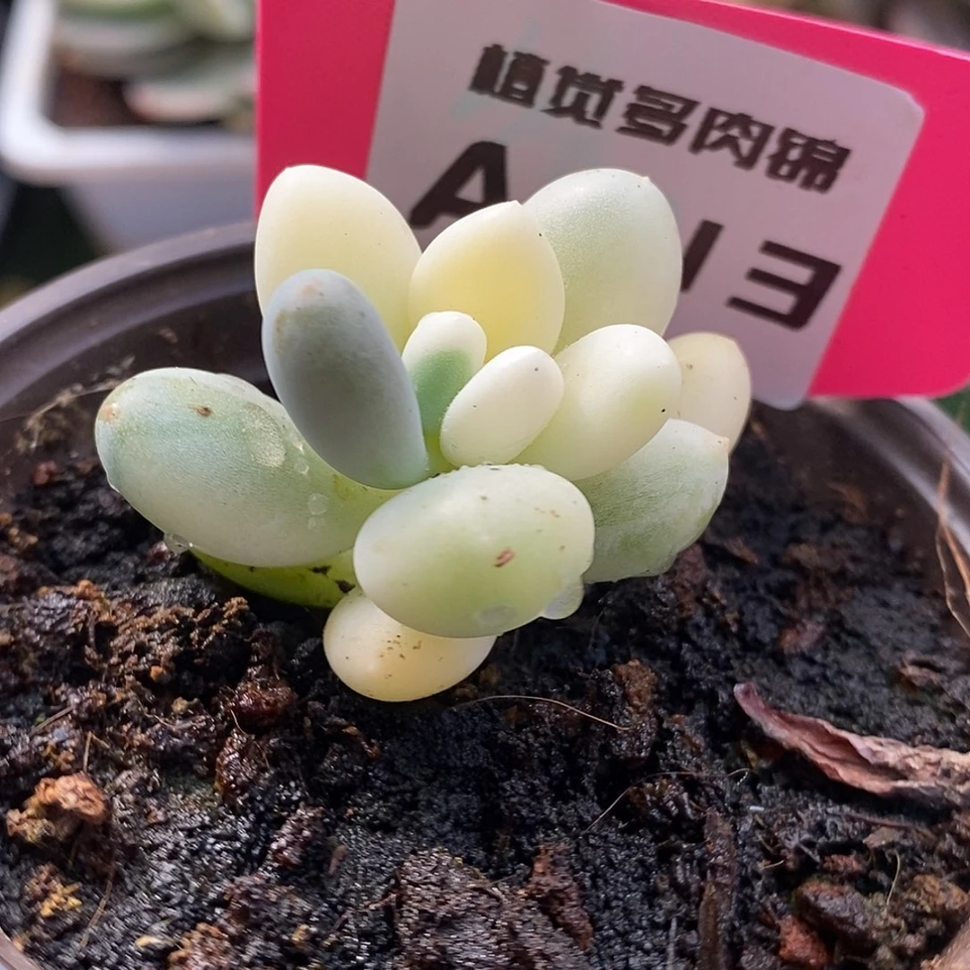213奶酪哈哈哈哈哈哈