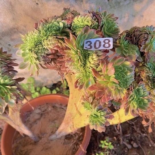 艾***姐多肉植物一个朝霞进