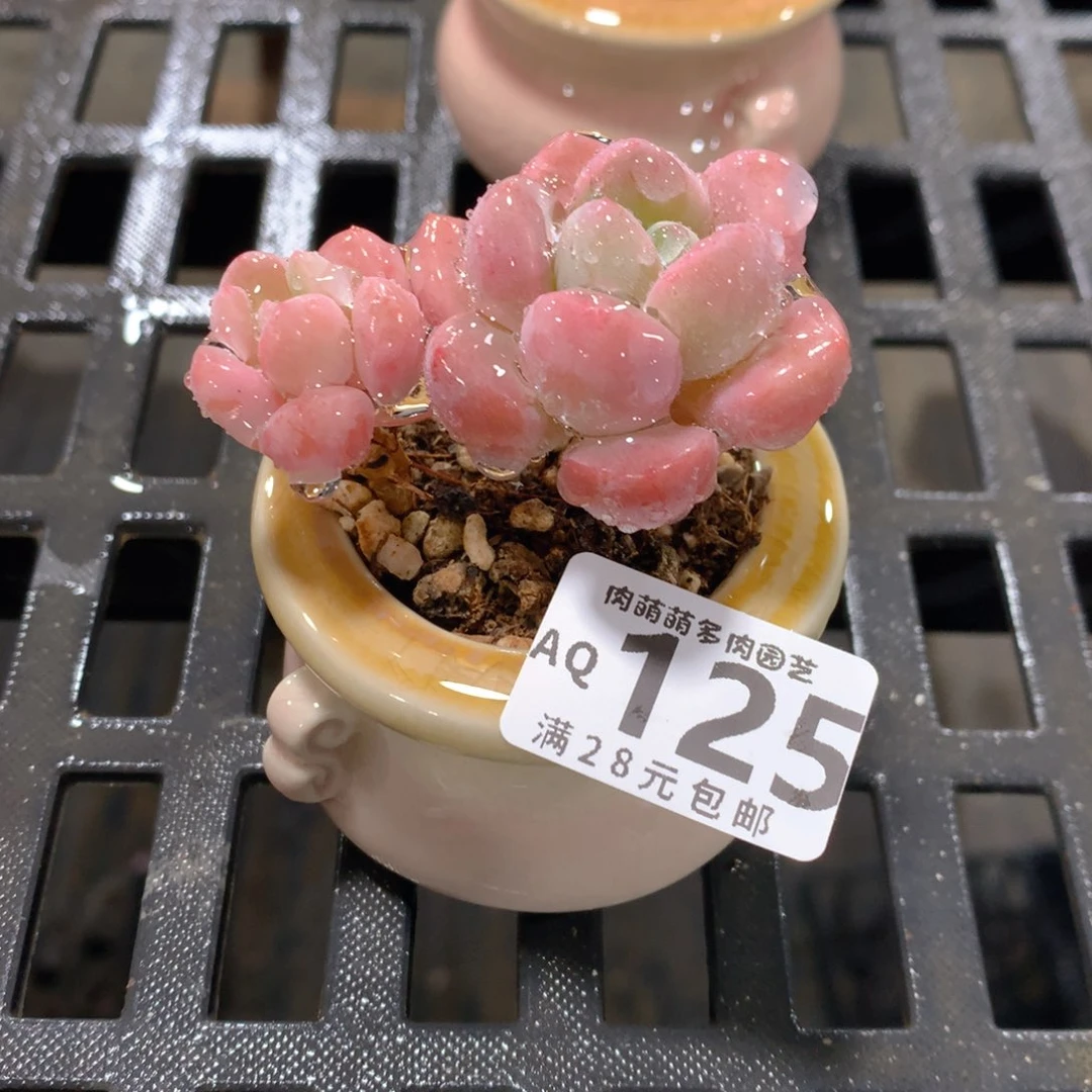 肉萌萌5cm拇指盆多肉AQ125