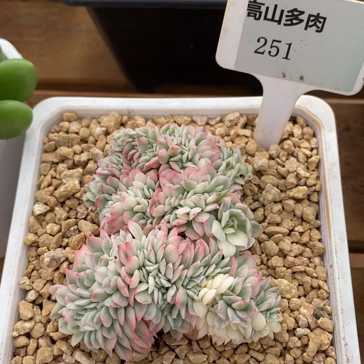 D251- 直播福利 缀