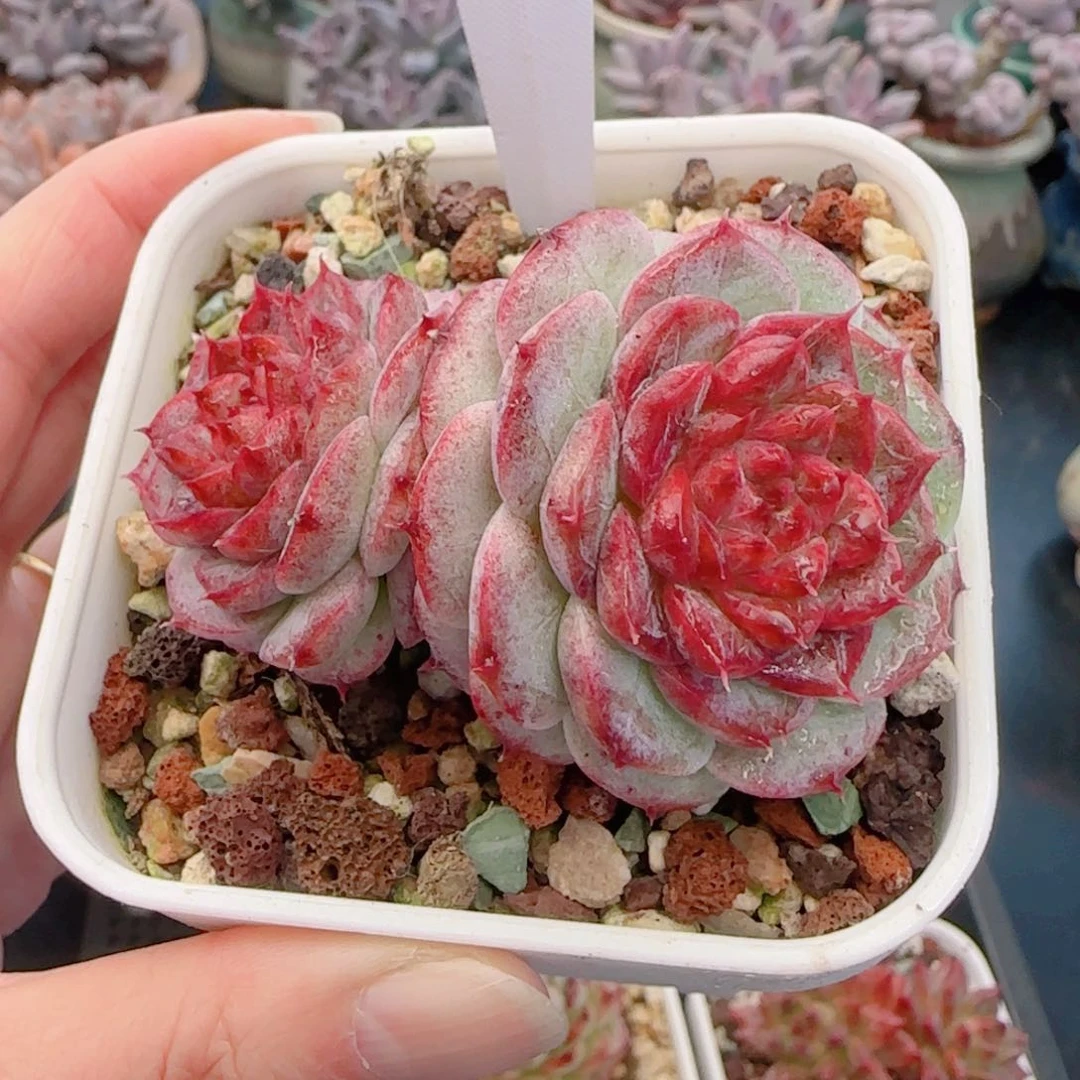 多肉植物7539……………