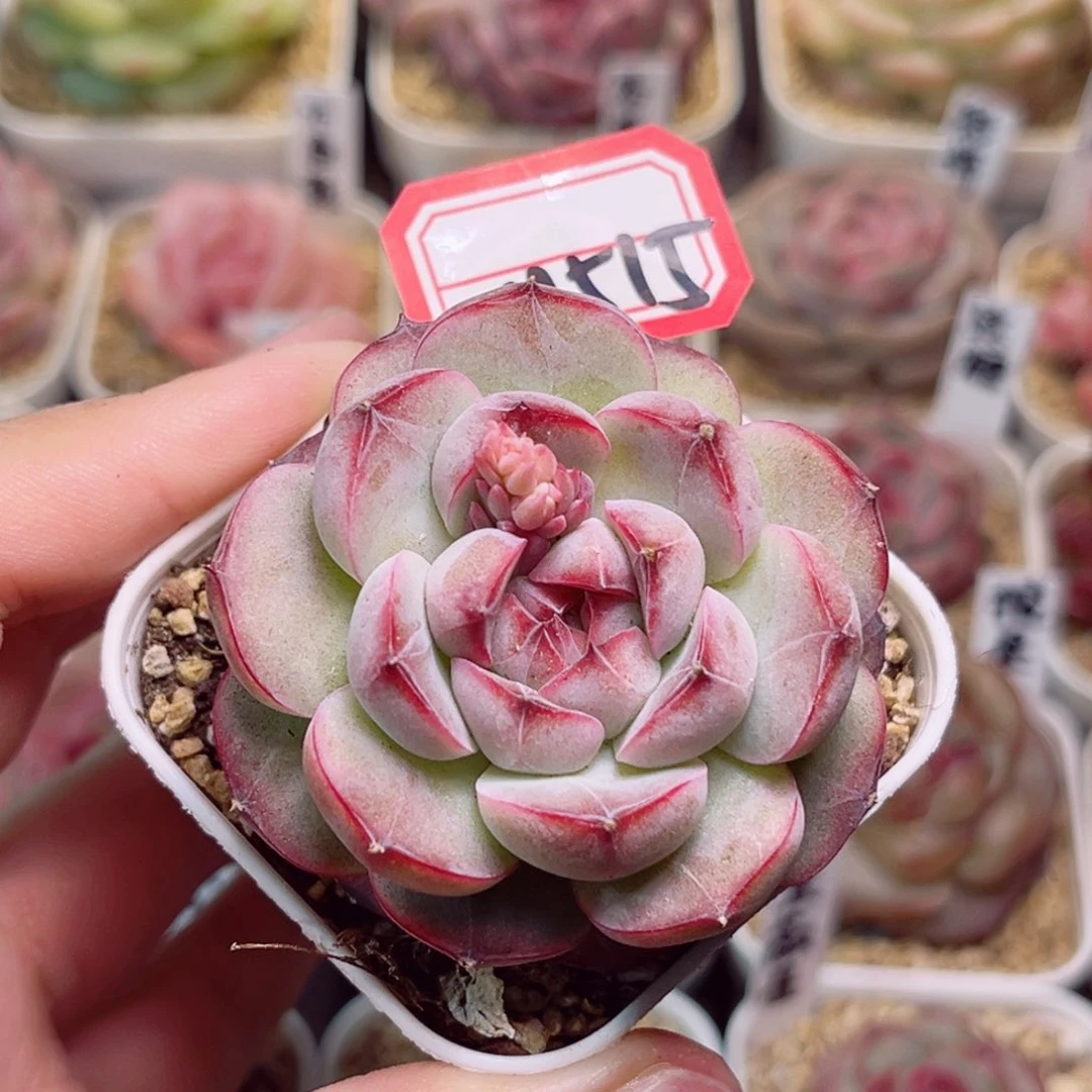 M515一物一拍 墨梅