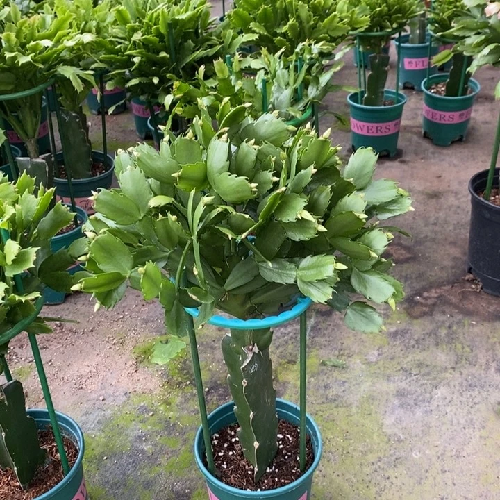 当前无花栽培后可以开花911嫁接057