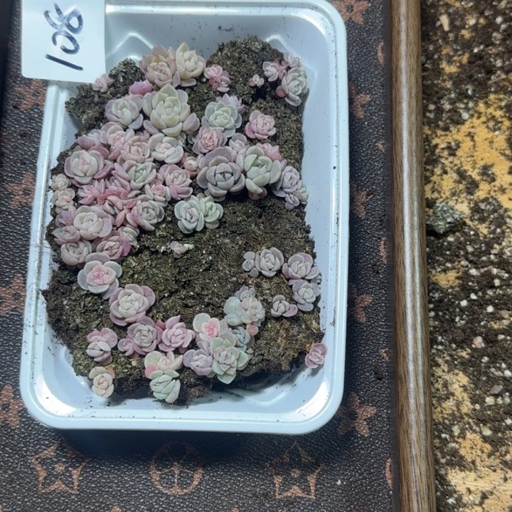 108王者种播苗一盒