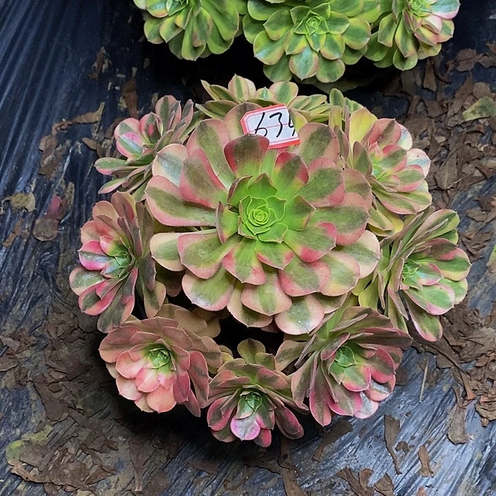 雨荷老桩捧花63号