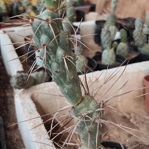 779爽棚特价啦来