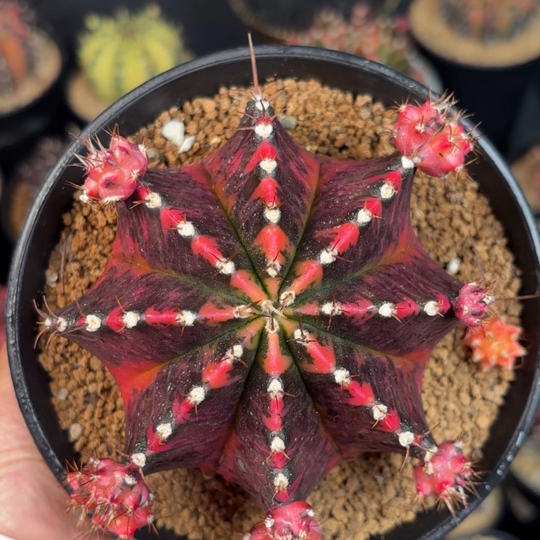 泰系米哈仙人球288