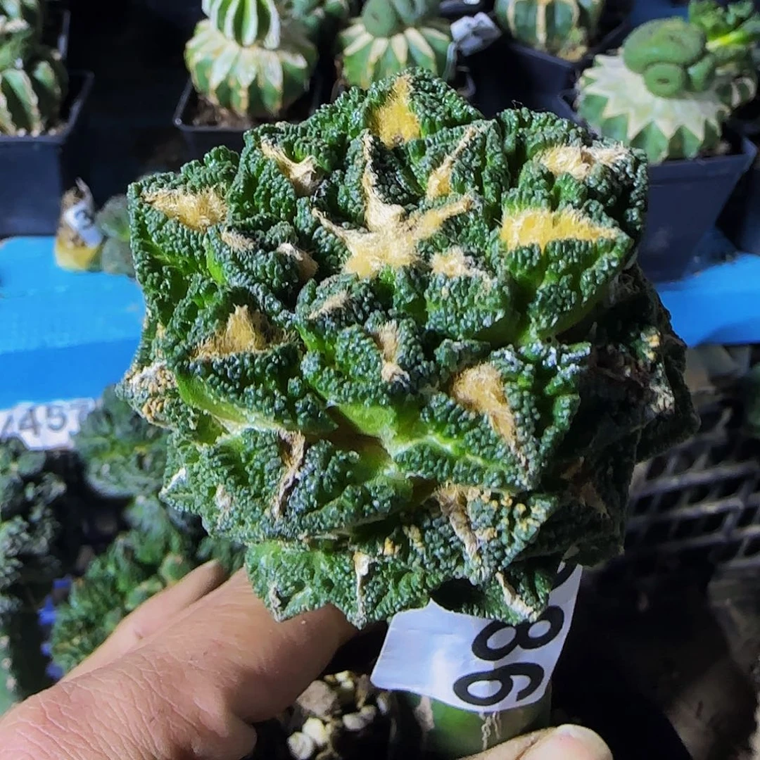 静**海龟甲辛顿086仙人球