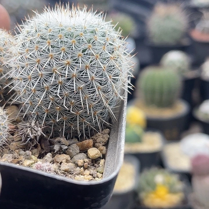 希望丸一颗包邮带盆发货