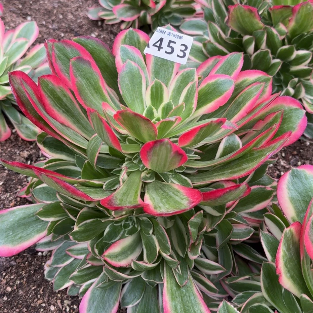 453妖月多肉植物