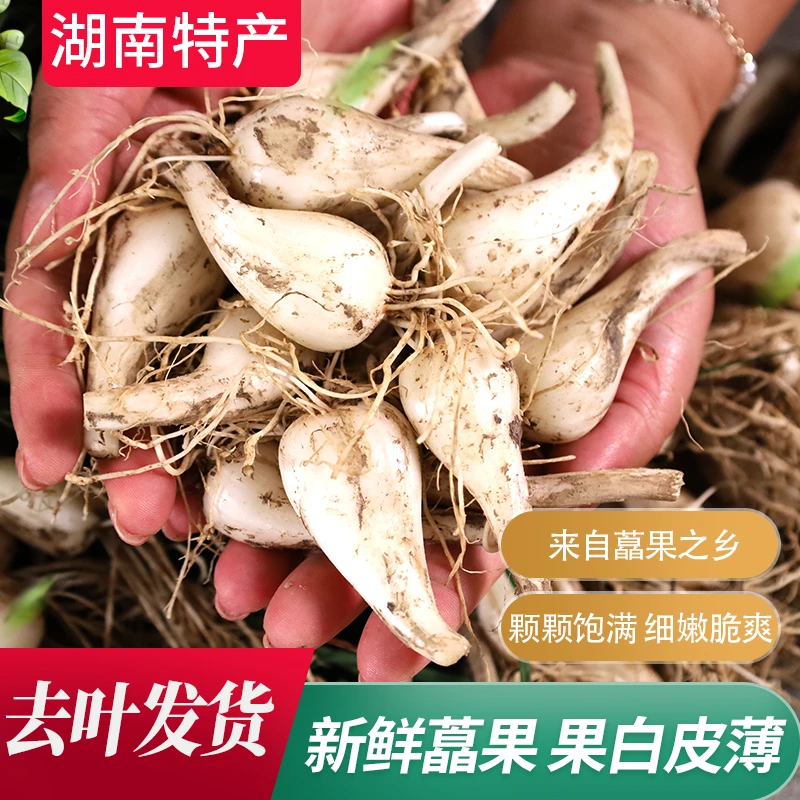 湖南特产现挖现发新鲜当季蔬菜荞头藠头茭头果白皮薄去叶发货脆爽
