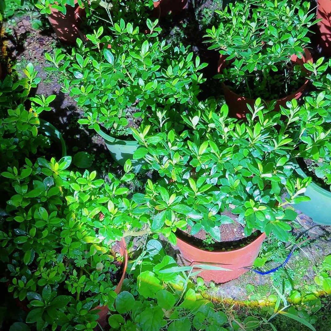 无花朵盆景皋月杜鹃花笠