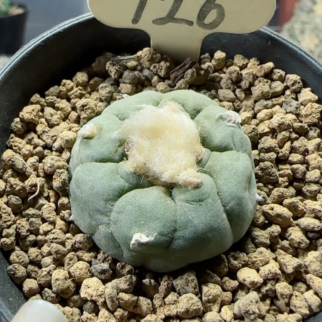 126实生草球多肉3.3