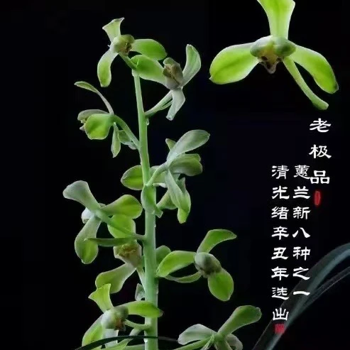 蕙兰老极pin经典绿杆绿花特浓香蕙兰新八种绿壳绿蕙梅瓣名品