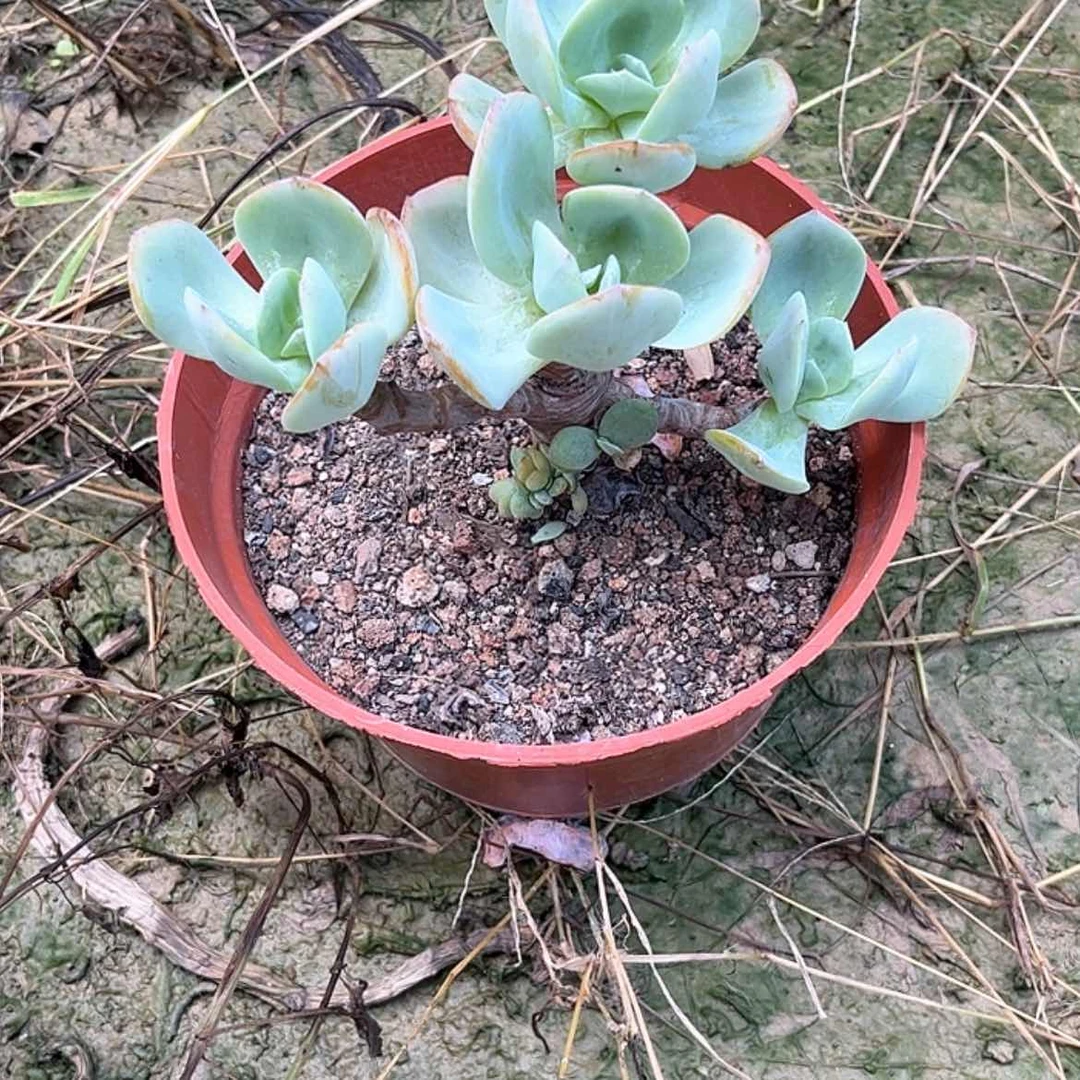 【闪购商品】无花朵用****8