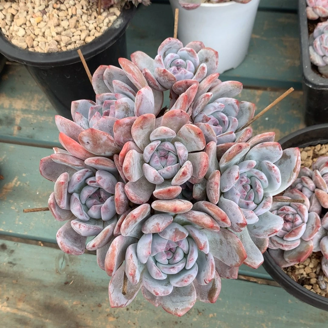 石榴籽小脸长腿花花