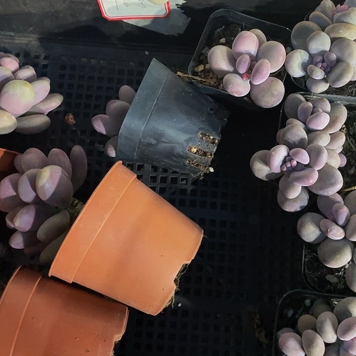 九**莉16号筐带盆土发