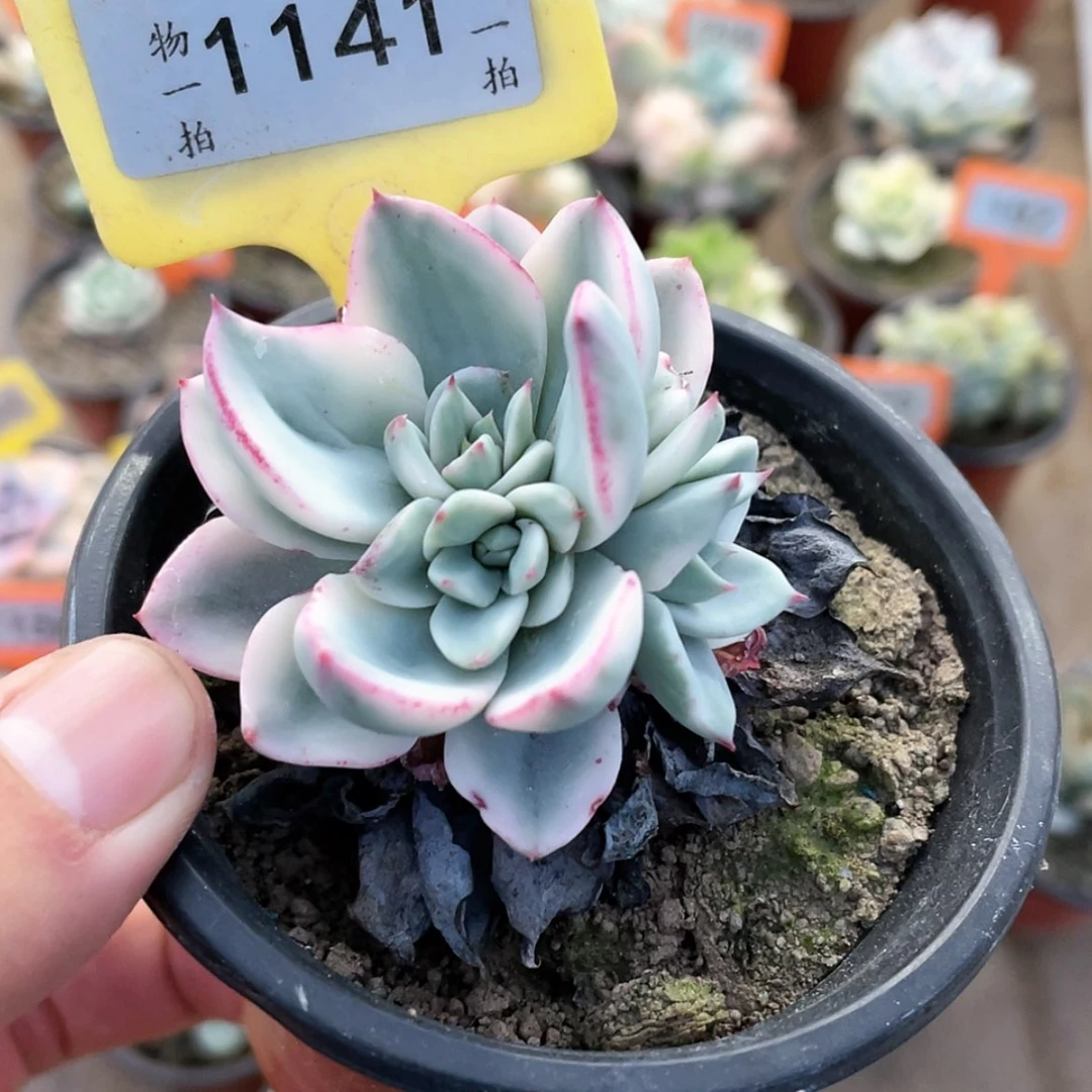 【闪购商品】1141号