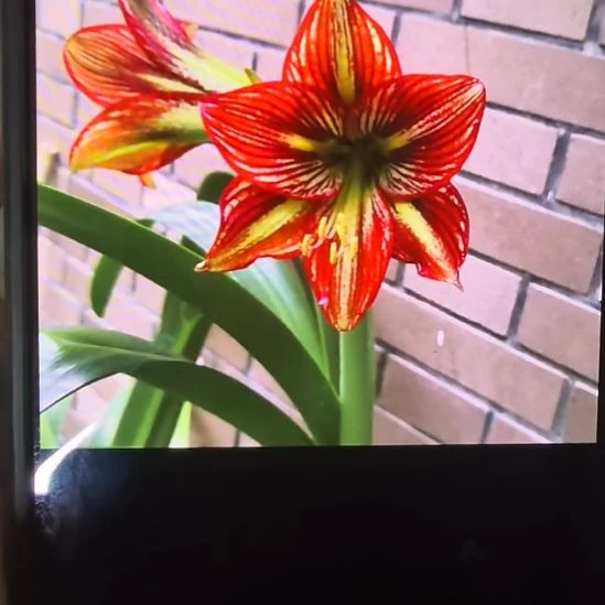 当前无花栽培后可以开花恶魔的微笑4厘米裸根球