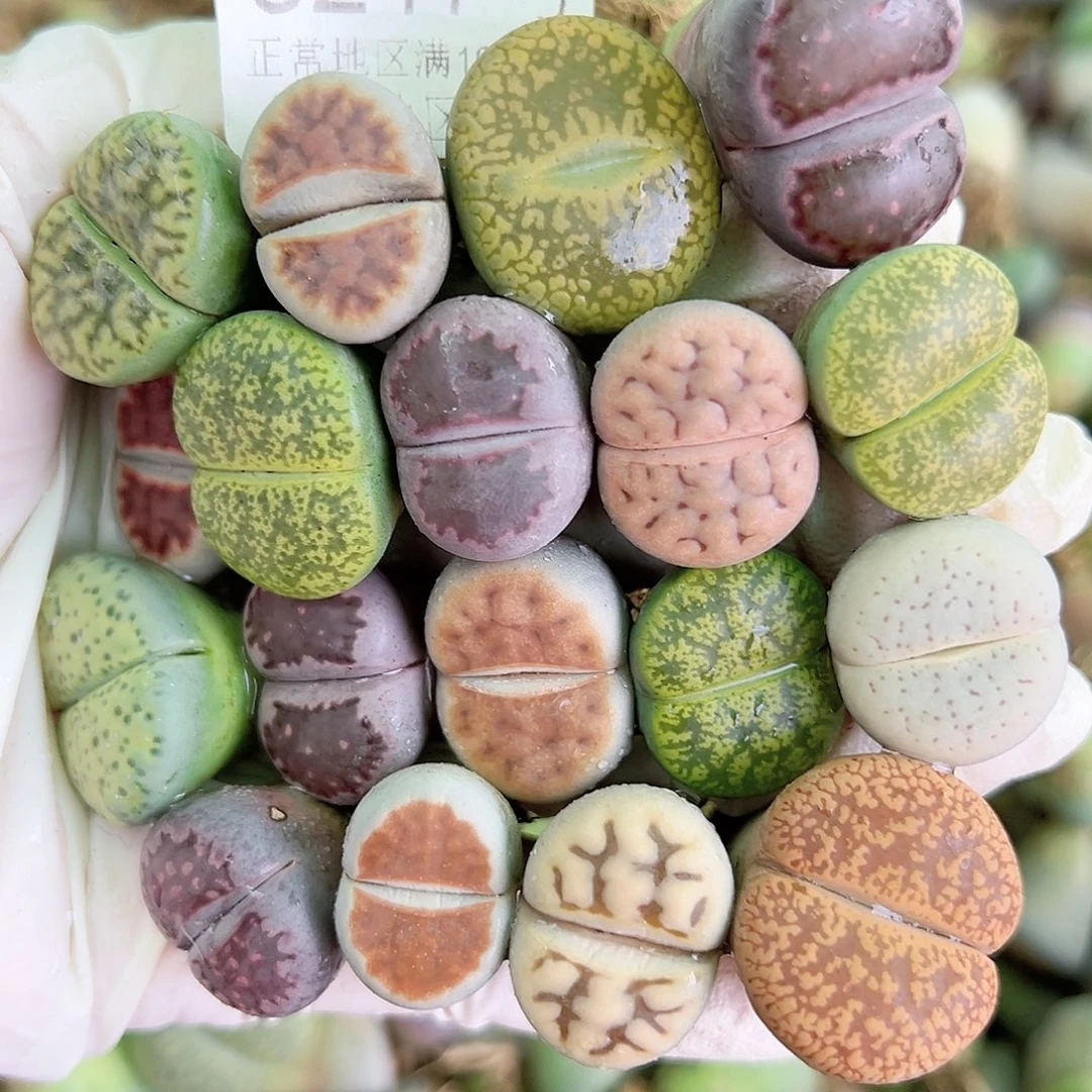 5217 好养易活生石花大母本18个