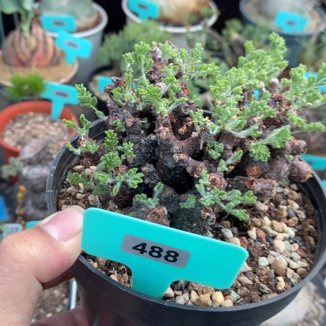 产地黑珊瑚杨奎一个