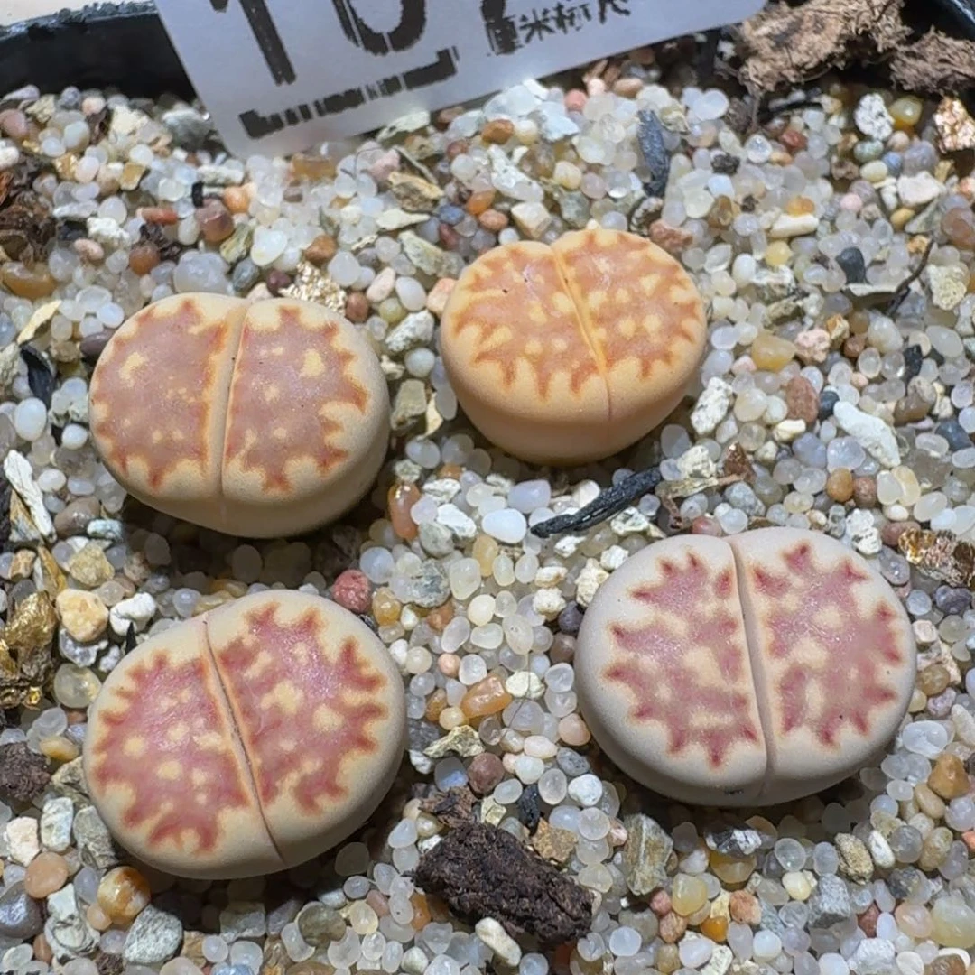 zzzz精品生石花鱼1090