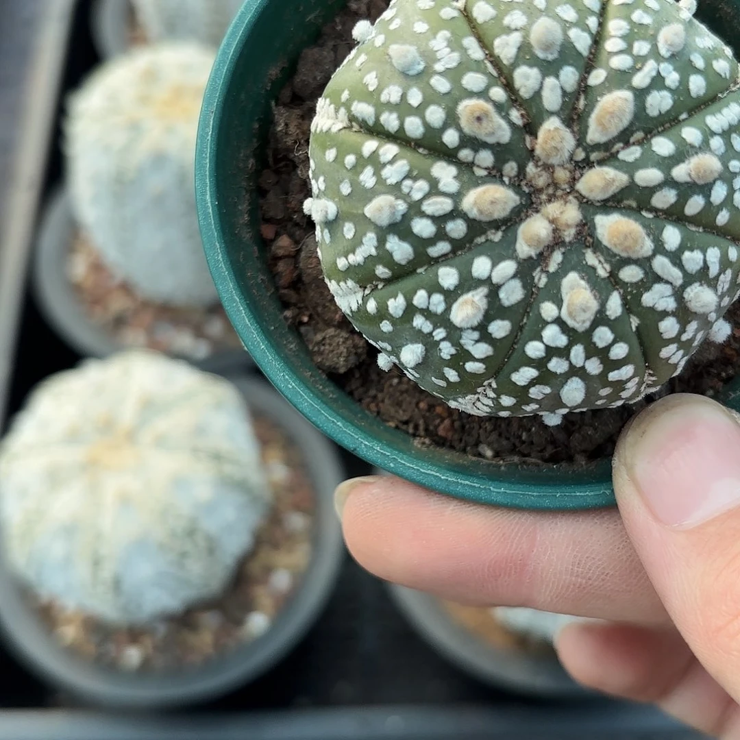 脱土发，保健康，一物一拍