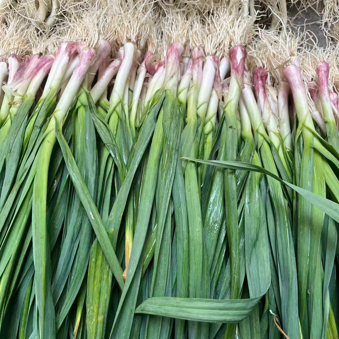 湖南本地蒜苗农家自种大蒜苗红皮土香蒜老品种红根蒜当季新鲜蔬菜