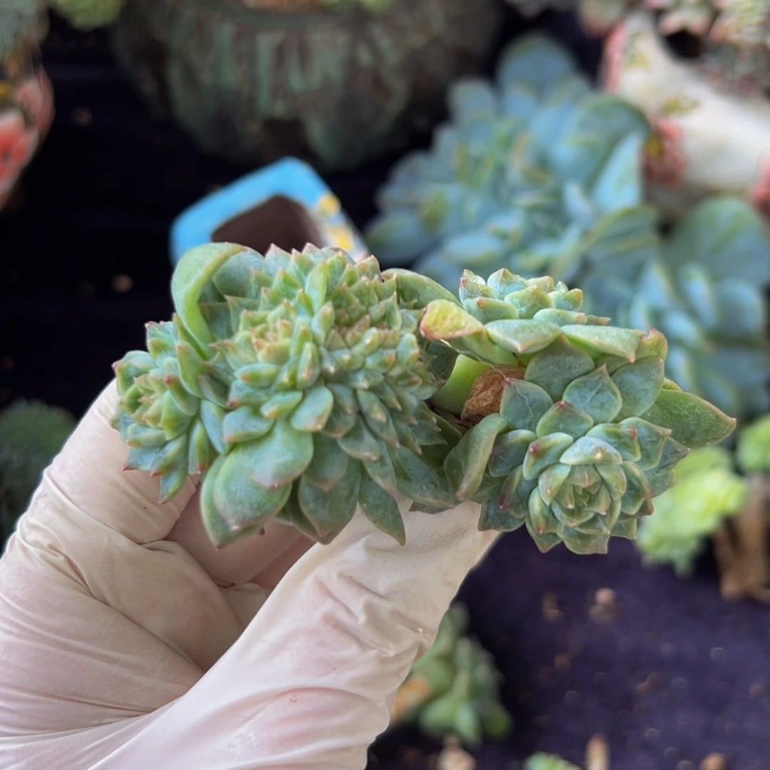 新年快乐 新年快乐 新年快乐