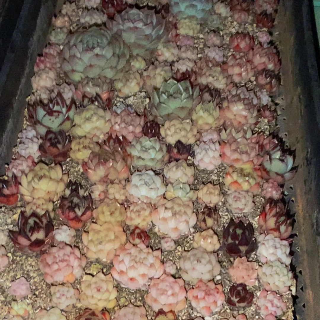 937多肉植物保护研究所所长助理