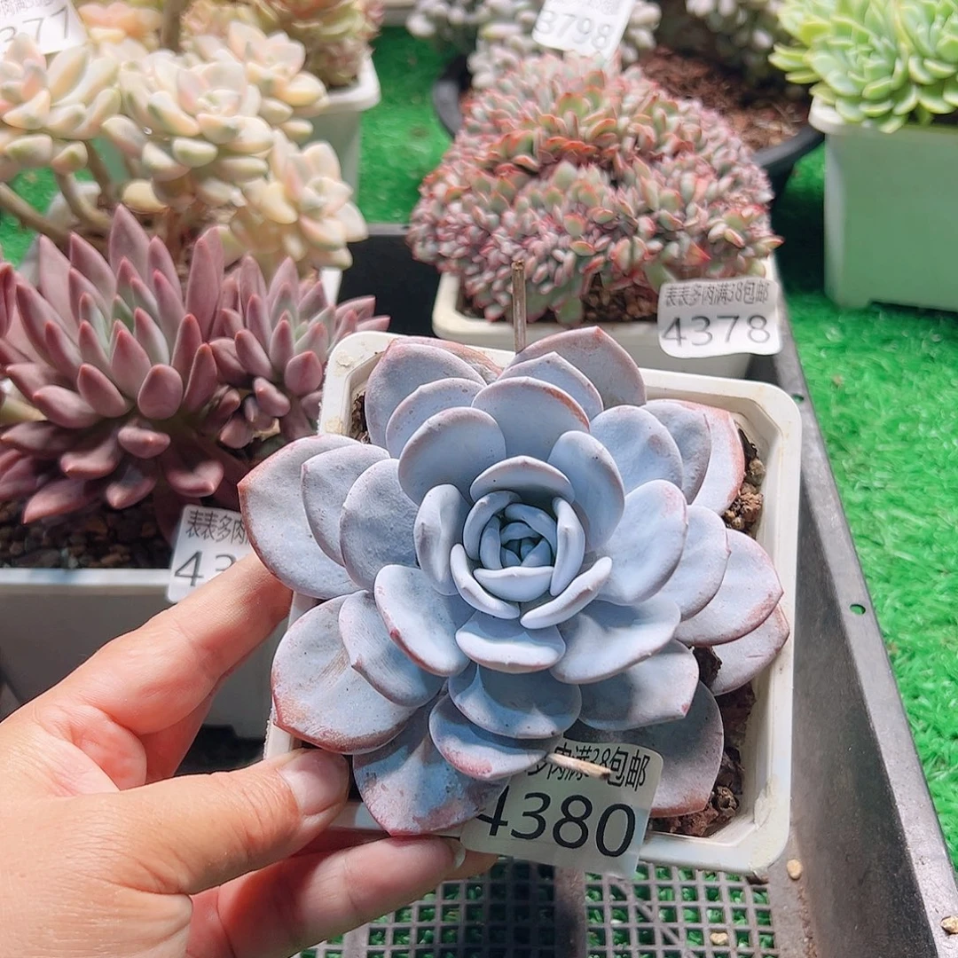 无花朵多肉一物一拍植物4380