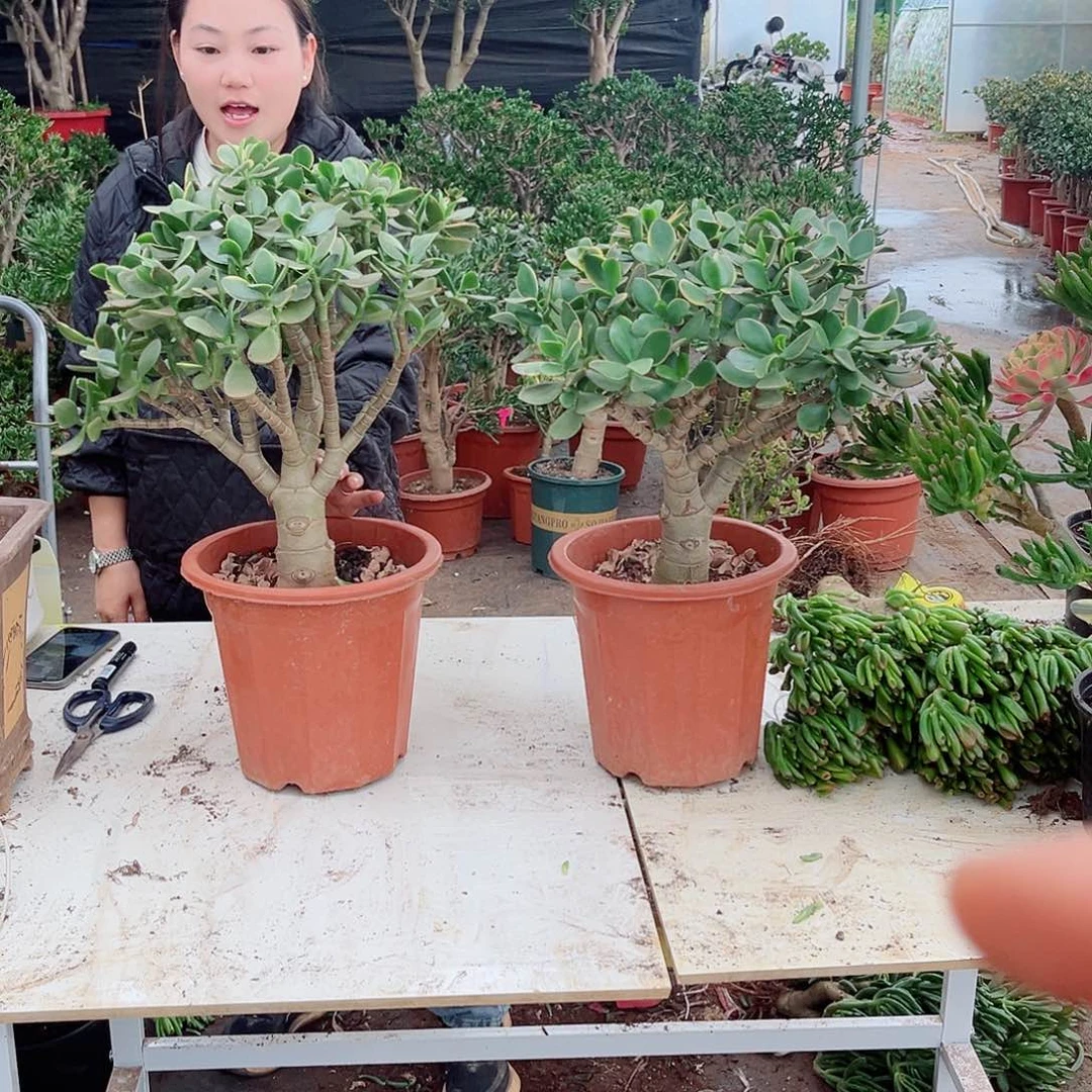 新花092啦噜太健健康康