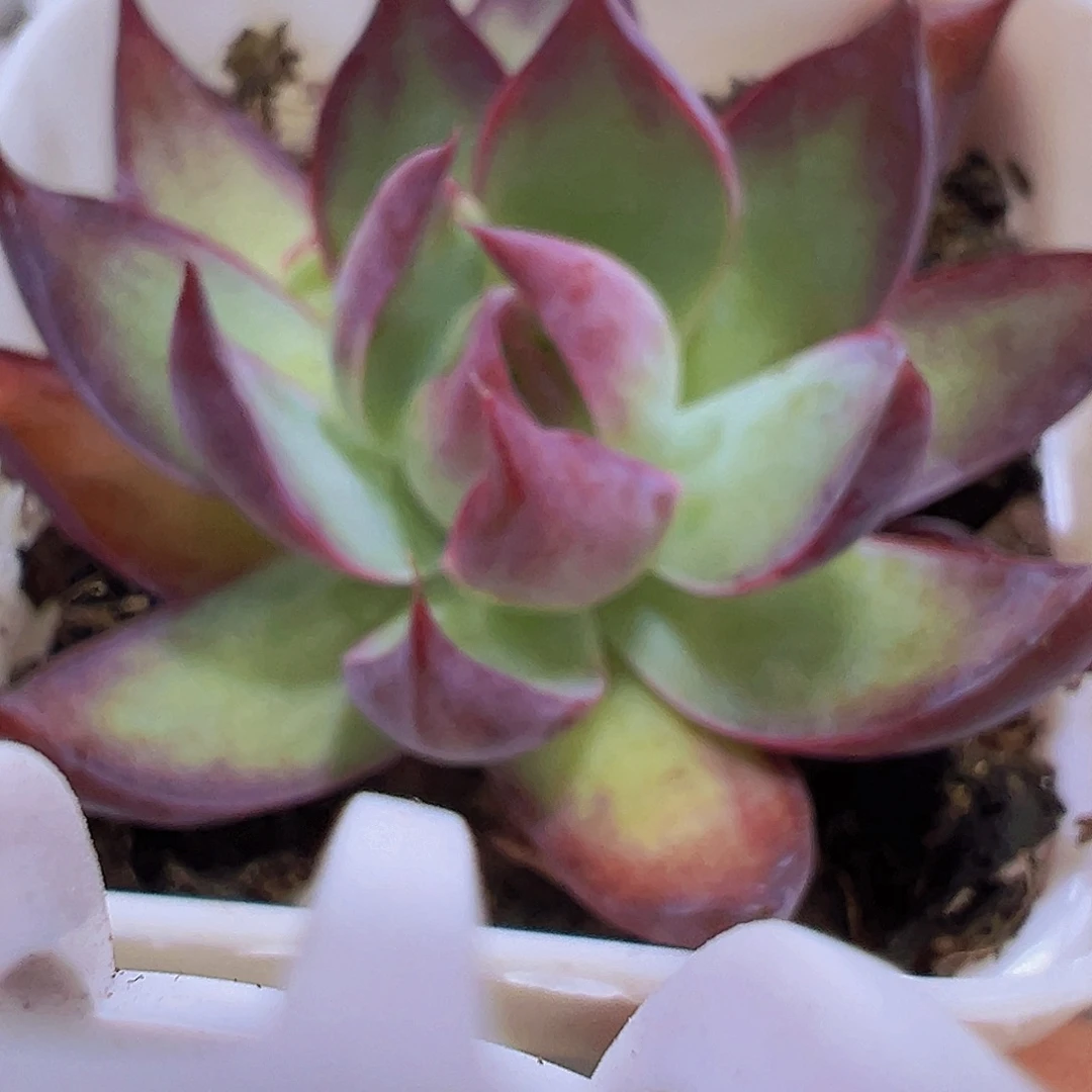 惊鸿带盆9.9包邮多肉