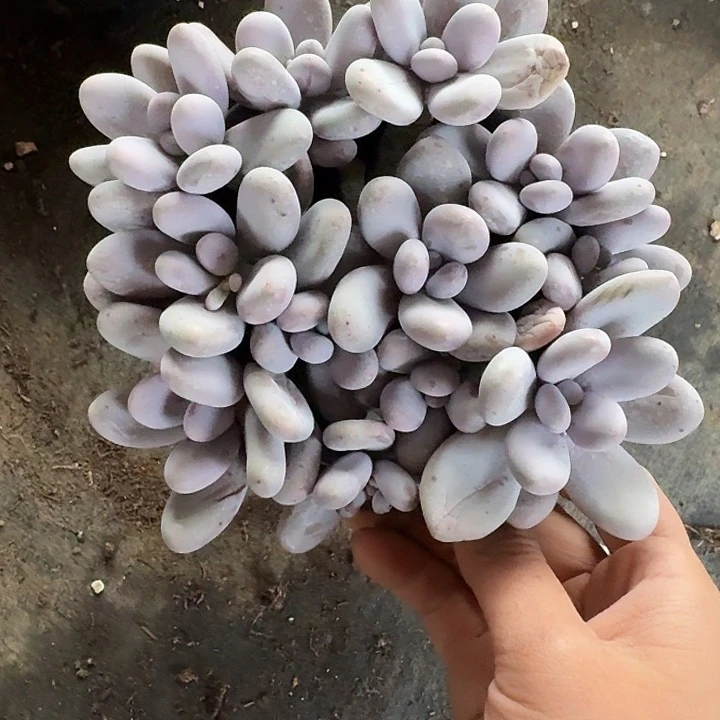 原始奶酪多肉植物的生长