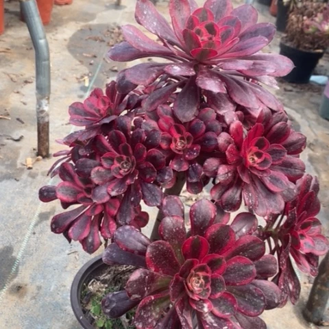 丽娜多肉植物007