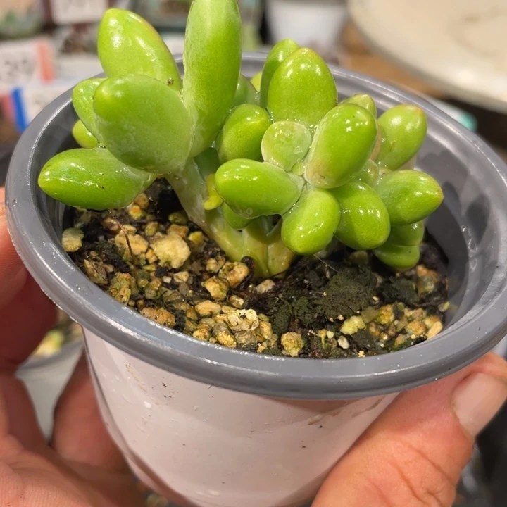 芒果奶七头群221号的啊多肉啊